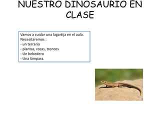 NUESTRO DINOSAURIO EN
CLASE
Vamos a cuidar una lagartija en el aula.
Necesitaremos :
- un terrario
- plantas, rocas, troncos
- Un bebedero
- Una lámpara.
 