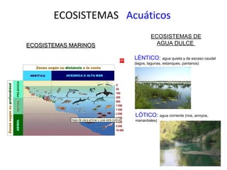 ECOSISTEMAS Acuáticos
ECOSISTEMAS MARINOSECOSISTEMAS MARINOS
ECOSISTEMAS DE
AGUA DULCE
LÓTICO: agua corriente (rios, arroyos,
manantiales)
LÉNTICO: agua quieta y de escaso caudal
(lagos, lagunas, estanques, pantanos)
 