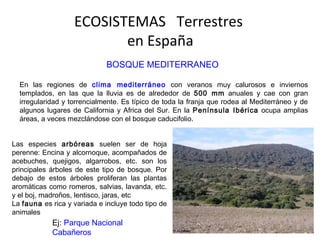 ECOSISTEMAS Terrestres
en España
BOSQUE MEDITERRANEO
En las regiones de clima mediterráneo con veranos muy calurosos e inviernos
templados, en las que la lluvia es de alrededor de 500 mm anuales y cae con gran
irregularidad y torrencialmente. Es típico de toda la franja que rodea al Mediterráneo y de
algunos lugares de California y Africa del Sur. En la Península Ibérica ocupa amplias
áreas, a veces mezclándose con el bosque caducifolio.
Las especies arbóreas suelen ser de hoja
perenne: Encina y alcornoque, acompañados de
acebuches, quejigos, algarrobos, etc. son los
principales árboles de este tipo de bosque. Por
debajo de estos árboles proliferan las plantas
aromáticas como romeros, salvias, lavanda, etc.
y el boj, madroños, lentisco, jaras, etc
La fauna es rica y variada e incluye todo tipo de
animales
Ej: Parque Nacional
Cabañeros
 