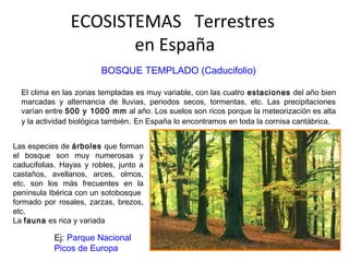 ECOSISTEMAS Terrestres
en España
BOSQUE TEMPLADO (Caducifolio)
El clima en las zonas templadas es muy variable, con las cuatro estaciones del año bien
marcadas y alternancia de lluvias, periodos secos, tormentas, etc. Las precipitaciones
varían entre 500 y 1000 mm al año. Los suelos son ricos porque la meteorización es alta
y la actividad biológica también. En España lo encontramos en toda la cornisa cantábrica.
Las especies de árboles que forman
el bosque son muy numerosas y
caducifolias. Hayas y robles, junto a
castaños, avellanos, arces, olmos,
etc. son los más frecuentes en la
península Ibérica con un sotobosque
formado por rosales, zarzas, brezos,
etc.
La fauna es rica y variada
Ej: Parque Nacional
Picos de Europa
 