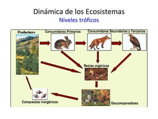 Dinámica de los Ecosistemas
Niveles tróficos
 