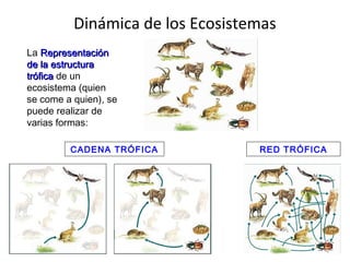 Dinámica de los Ecosistemas
La RepresentaciónRepresentación
de lade la estructuraestructura
tróficatrófica de un
ecosistema (quien
se come a quien), se
puede realizar de
varias formas:
CADENA TRÓFICA RED TRÓFICA
 