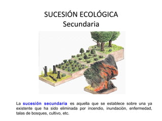 SUCESIÓN ECOLÓGICA
Secundaria
La sucesión secundaria es aquella que se establece sobre una ya
existente que ha sido eliminada por incendio, inundación, enfermedad,
talas de bosques, cultivo, etc.
 