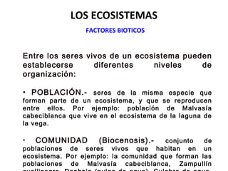 LOS ECOSISTEMAS
FACTORES BIOTICOS
Entre los seres vivos de un ecosistema pueden
establecerse diferentes niveles de
organización:
• POBLACIÓN.- seres de la misma especie que
forman parte de un ecosistema, y que se reproducen
entre ellos. Por ejemplo: población de Malvasía
cabeciblanca que vive en el ecosistema de la laguna de
la vega.
• COMUNIDAD (Biocenosis).- conjunto de
poblaciones de seres vivos que habitan en un
ecosistema. Por ejemplo: la comunidad que forman las
poblaciones de Malvasía cabeciblanca, Zampullín
 