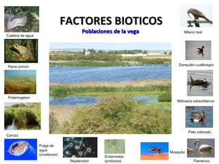 FACTORES BIOTICOSFACTORES BIOTICOS
Poblaciones de la vegaPoblaciones de la vega
Culebra de agua
Rana común Zampullín cuellinegro
Malvasía cabeciblanca
Pato colorado
Flamenco
Carrizo
Pulga de
agua
(crustaceo)
Mosquito
Entamoeba
(protozoo)
Potamogeton
fitoplancton
Milano real
 