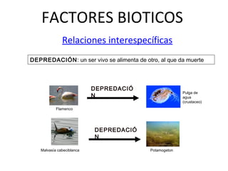 FACTORES BIOTICOS
Relaciones interespecíficas
Pulga de
agua
(crustaceo)
Flamenco
DEPREDACIÓ
N
DEPREDACIÓ
N
Malvasía cabeciblanca Potamogeton
DEPREDACIÓN: un ser vivo se alimenta de otro, al que da muerte
 