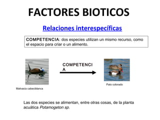 FACTORES BIOTICOS
Relaciones interespecíficas
COMPETENCI
A
Malvasía cabeciblanca
Pato colorado
COMPETENCIA: dos especies utilizan un mismo recurso, como
el espacio para criar o un alimento.
Las dos especies se alimentan, entre otras cosas, de la planta
acuática Potamogeton sp.
 