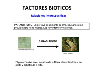 FACTORES BIOTICOS
Relaciones interespecíficas
Entamoeba (protozoo)
PARASITISMO
Rana común
PARASITISMO: un ser vivo se alimenta de otro, causandole un
perjuicio pero no la muerte. Los hay internos y externos.
El protozoo vive en el intestino de la Rana, alimentandose a su
costa y debilitando a esta.
 