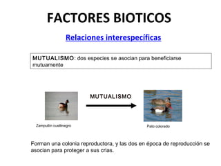 FACTORES BIOTICOS
Relaciones interespecíficas
MUTUALISMO
MUTUALISMO: dos especies se asocian para beneficiarse
mutuamente
Zampullín cuellinegro Pato colorado
Forman una colonia reproductora, y las dos en época de reproducción se
asocian para proteger a sus crias.
 