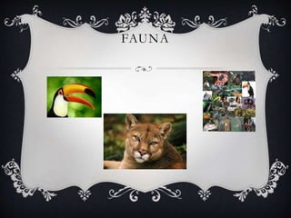 FAUNA
 