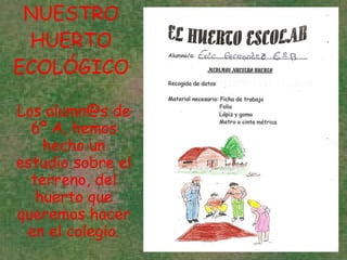NUESTRO HUERTO ECOLÓGICO Los alumn@s de 6º A, hemos hecho un estudio sobre el terreno, del huerto que queremos hacer en el colegio. 