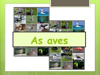 As aves
 