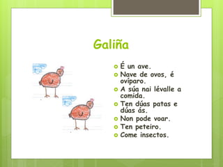 Galiña
 É un ave.
 Nave de ovos, é
ovíparo.
 A súa nai lévalle a
comida.
 Ten dúas patas e
dúas ás.
 Non pode voar.
 Ten peteiro.
 Come insectos.
 