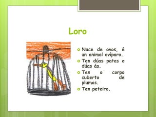 Loro
 Nace de ovos, é
un animal ovíparo.
 Ten dúas patas e
dúas ás.
 Ten o corpo
cuberto de
plumas.
 Ten peteiro.
 