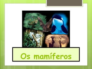 Os mamíferos
 