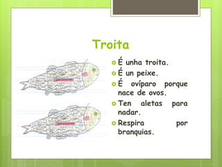 Troita
 É unha troita.
 É un peixe.
 É ovíparo porque
nace de ovos.
 Ten aletas para
nadar.
 Respira por
branquias.
 