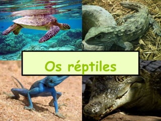 Os réptiles
 