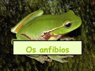 Os anfibios
 