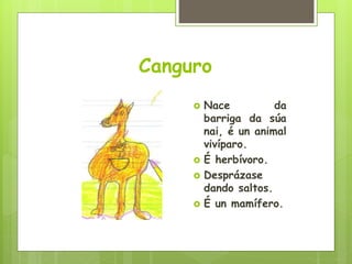 Canguro
 Nace da
barriga da súa
nai, é un animal
vivíparo.
 É herbívoro.
 Desprázase
dando saltos.
 É un mamífero.
 