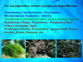 Por sus pigmentos, existen 4 grupos de Algas Marinas:   Cianofíceas o Verde-Azules – Ficocianina – Microscópicas: Espirulina - Clorela Clorofíceas o Verdes: Clorofila – Ulva o lechuga marina Rodofíceas o Rojas: Ficoeritrina – Porphyra o Nori, Iridea o Cremalga, Agar Feofíceas o Pardas: Fucoxantina – grupo Kelp®: Fucus, Kombu, Arame, Wakame, etc. 