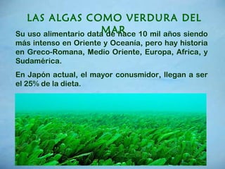LAS ALGAS COMO VERDURA DEL MAR   Su uso alimentario data de hace 10 mil años siendo más intenso en Oriente y Oceanía, pero hay historia en Greco-Romana, Medio Oriente, Europa, Africa, y Sudamérica.  En Japón actual, el mayor conusmidor, llegan a ser el 25% de la dieta.  