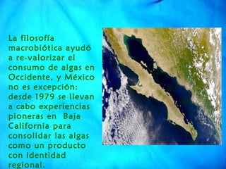La filosofía macrobiótica ayudó a re-valorizar el consumo de algas en Occidente, y México no es excepción: desde 1979 se llevan a cabo experiencias pioneras en  Baja California para consolidar las algas como un producto con identidad regional.  