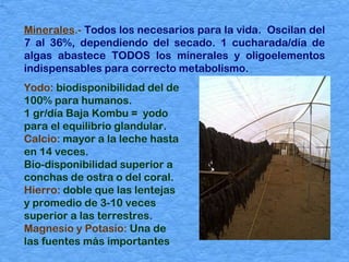 Minerales .-   Todos los necesarios para la vida.  Oscilan del 7 al 36%, dependiendo del secado. 1 cucharada/día de algas abastece TODOS los minerales y oligoelementos indispensables para correcto metabolismo.  Yodo:  biodisponibilidad del de 100% para humanos.  1 gr/día Baja Kombu =  yodo para el equilibrio glandular.  Calcio:  mayor a la leche hasta en 14 veces.  Bio-disponibilidad superior a  conchas de ostra o del coral.  Hierro:  doble que las lentejas y promedio de 3-10 veces superior a las terrestres. Magnesio y Potasio:  Una de las fuentes más importantes   