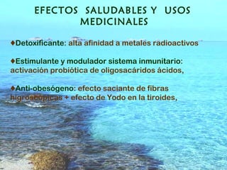 EFECTOS  SALUDABLES Y  USOS  MEDICINALES ♦ Detoxificante : alta afinidad a metales radioactivos ♦ Estimulante y modulador sistema inmunitario : activación probiótica de oligosacáridos ácidos, ♦ Anti-obesógeno : efecto saciante de fibras higroscópicas + efecto de Yodo en la tiroides, 