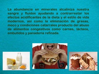 La abundancia en minerales alcaliniza nuestra sangre y fluidos ayudando a contrarrestar los efectos acidificantes de la dieta y el estilo de vida modernos, así como la eliminación de grasas, moco y condiciones catarrales producto del abuso de alimentos congestivos como carnes, lácteos, embutidos y panadería refinada. 