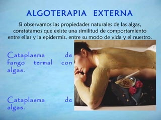 ALGOTERAPIA  EXTERNA Si observamos las propiedades naturales de las algas, constatamos que existe una similitud de comportamiento entre ellas y la epidermis, entre su modo de vida y el nuestro. Cataplasma de fango termal con algas.  Cataplasma de algas.   