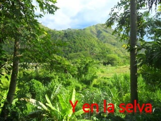 Y en la selva
 