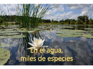 En el agua,
miles de especies
 