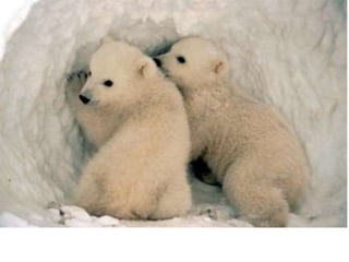 Nuestro medio ambiente [reparado]