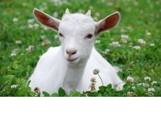 Nuestro medio ambiente [reparado]