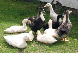 Nuestro medio ambiente [reparado]