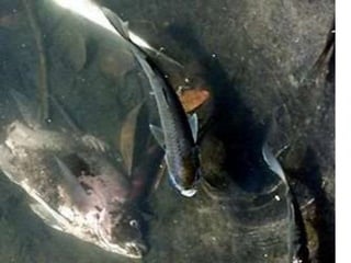 Nuestro medio ambiente [reparado]