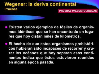 Wegener: la deriva continental
Pruebas                      PRUEBAS PALEONTOLÓGICAS




 Existen varios ejemplos de fósiles de organis-
  mos idénticos que se han encontrado en luga-
  res que hoy distan miles de kilómetros.
 El hecho de que estos organismos prehistóri-
  cos hubieran sido incapaces de recorrer y cru-
  zar los océanos que hoy separan esos conti-
  nentes indica que éstos estuvieron reunidos
  en alguna época pasada.
 