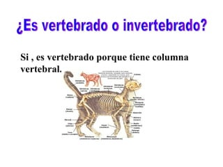 Nuestros animales favoritos | PPT