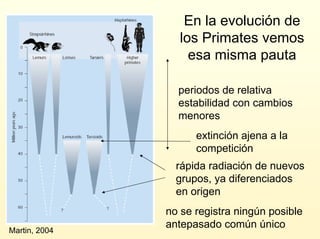 En la evolución de
los Primates vemos
esa misma pauta
periodos de relativa
estabilidad con cambios
menores
extinción ajena...