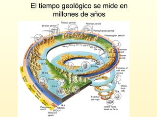 El tiempo geológico se mide en
millones de años
 