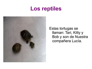 Los reptiles Estas tortugas se llaman: Tari, Kitty y Bob y son de Nuestra compañera Lucía. 