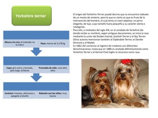 El origen del Yorkshire Terrier puede decirse que se encuentra rodeado de un manto de misterio, pero lo que es cierto es que es fruto de la intervención del hombre, el cual tenía un claro objetivo: un perro elegante, de lujo, cuyo tamaño fuera pequeño y su carácter alerta e inteligente.Para ello, a mediados del siglo XIX, en el condado de Yorkshire (de donde recibe su nombre), según antiguos documentos, se inicia la raza mediante la unión del Broken-haired, Scottish Terrier y el SkyTerrier. Otros autores mencionan también al ClydesdaleTerrier, el DandieDinmont y el MaltésEn 1862 dió comienzo al registro de criadores con diferentes denominaciones, hasta que en 1886 es anotado definitivamente como Yorkshire Terrier y el Kennel Club Inglés la reconoce como raza. Yorkshire terrier
