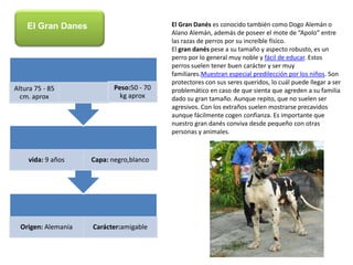 El Gran DanesEl Gran Danés es conocido también como Dogo Alemán o Alano Alemán, además de poseer el mote de “Apolo” entre las razas de perros por su increíble físico.El gran danés pese a su tamaño y aspecto robusto, es un perro por lo general muy noble y fácil de educar. Estos perros suelen tener buen carácter y ser muy familiares.Muestran especial predilección por los niños. Son protectores con sus seres queridos, lo cuál puede llegar a ser problemático en caso de que sienta que agreden a su familia dado su gran tamaño. Aunque repito, que no suelen ser agresivos. Con los extraños suelen mostrarse precavidos aunque fácilmente cogen confianza. Es importante que nuestro gran danés conviva desde pequeño con otras personas y animales.
