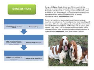 El origen del BassetHound, al igual que el de la mayoría de los sabuesos, no se conoce con exactitud. Ciertamente, parece que en la Antigüedad se le dio sepultura. Unas figuras encontradas en la tumba de Tutmés III, que reinó en Egipto hace aproximadamente 3.500 años, representan a unos perros largos y bajos y con las mismas proporciones que los BassetHound actuales.También se encontraron representaciones similares en antiguas esculturas asirias de perros. Perros de tipo similar al del BassetHound, aunque con diferentes texturas de capa (una lisa y la otra dura), fueron enviados desde Asiria a las tierras del Ródano al este de Francia, entre los años 125 y 200 d. C. Los escritores que describían a estos perros comentaban su uso como perros de rastro y seguimiento de piezas de caza propias del BassetHound como son el conejo y la liebre.El BassetHound