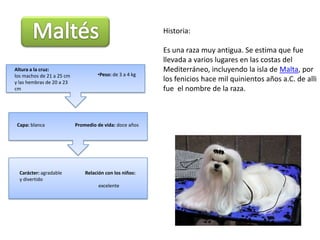 MaltésHistoria:Es una raza muy antigua. Se estima que fue llevada a varios lugares en las costas del Mediterráneo, incluyendo la isla de Malta, por los fenicios hace mil quinientos años a.C. de alli fue  el nombre de la raza.Altura a la cruz: los machos de 21 a 25 cm y las hembras de 20 a 23 cmPeso: de 3 a 4 kgCapa: blancaPromedio de vida: doce añosCarácter: agradable y divertidoRelación con los niños:           excelente