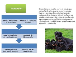 RottweilerDescendiente de aquellos perros de trabajo que, acompañando a los romanos en sus invasiones, llegaron a la antigua Germania. Los habitantes medievales de la ciudad de Rottweil confiaron sus ganados e incluso sus vidas a estos perros. Durante la primera guerra mundial fueron enrolados en el ejército alemán y en 1966 la raza fue definitivamente reconocida y establecida. 