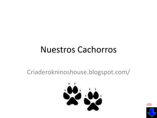 Nuestros Cachorros Criaderokninoshouse.blogspot.com/ clic 