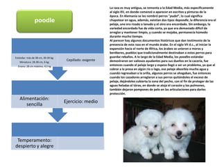 La raza es muy antigua, se remonta a la Edad Media, más específicamente al siglo XV, en donde comenzó a aparecer en escritos y pinturas de la época. En Alemania se les nombró perros "pudel", lo cual significa chapotear en agua, además, existían dos tipos depoodle, la diferencia era el pelaje, uno era rizado o lanudo y el otro era encordado. Sin embargo, la variedad encordada fue de vida corta, ya que era demasiado difícil de arreglar y mantener limpio, y cuando se mojaba, permanecía húmedo durante mucho tiempo.Al parecer hay algunos documentos históricos que dan testimonio de la presencia de esta raza en el mundo árabe. En el siglo VII d.c., al iniciar la expansión hacia el norte de África, los árabes se unieron a moros y beréberes, pueblos que tradicionalmente destinaban a estos perros para guardar rebaños. A lo largo de la Edad Media, los poodles estándar demostraron ser valiosos ayudantes para sus dueños en la cacería, fue entonces cuando el pelaje largo y espeso llegó a ser un problema, ya que al cobrar a la presa en algún río o lago, ese pelaje absorbía mucha agua y cuando regresaban a la orilla, algunos perros se ahogaban, fue entonces cuando los cazadores arreglaron a sus perros quitándoles el exceso de pelaje, dejándoles cubierta la zona del pecho, con el fin de proteger de las aguas heladas el tórax, en donde se aloja el corazón y los pulmones, también dejaron pompones de pelo en las articulaciones para darles protección.poodle