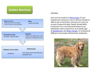 GoldenRetrieverHISTORIA:Esta raza fue creada en el Reino Unido. El Lord Tweedmouth comenzó a criar un Retriver dorado en 1865 al que le llamó Nous. Este perro lo cruzó con una perra Spaniel de Agua Tweed, llamada Belle. Continuaron los cruces poniendo énfasis en las habilidades sobre la apariencia. Se le añadió algo de Bloodhound y del Setter Irlandés. En la década de 1890 ya la raza estaba relativamente establecida.Altura a la cruz: de 56 a 61 cm en los machos y de 51 a 56 cm en las hembrasPeso: de 29 a 31,5 kg Carácter: dulce, muy afectuoso, muy receptivo al adiestramientoPromedio de vida: de doce a catorce años             Alimentación unos 520 g. diarios de alimento completo secoRelación con los niños:           excelente