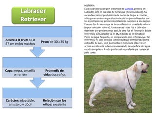 HISTORIAEsta raza tiene su origen al noreste de Canadá, pero no en Labrador, sino en las islas de Terranova (Newfoundland). Su ascendencia muy probablemente nunca se llegue a conocer, sólo que es una raza que desciende de los perros llevados por los exploradores y primeros pobladores europeos a esa región. Fueron dos las razas que se desarrollaron en un estado natural (o por selección natural). Una de esas razas fue el Labrador Retriever que presentamos aquí, la otra fue el Terranova. Existe referencia del Labrador ya en 1822 donde se le llamaba el Perro de Agua Pequeño, en comparación con el Terranova. Tal referencia no sólo destaca la habilidad que demostraba como cobrador de aves, sino que también menciona el perro ser activo aun durante la temporada cuando la superficie del agua estaba congelada. Razón por la cual se prefería que tuviese el pelo corto.Labrador Retriever
